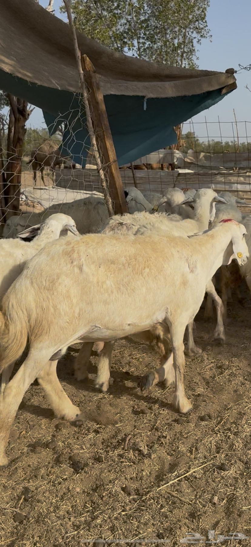 12 sheep, good quality, one healthy ram (( Sold ))63719859014913113
