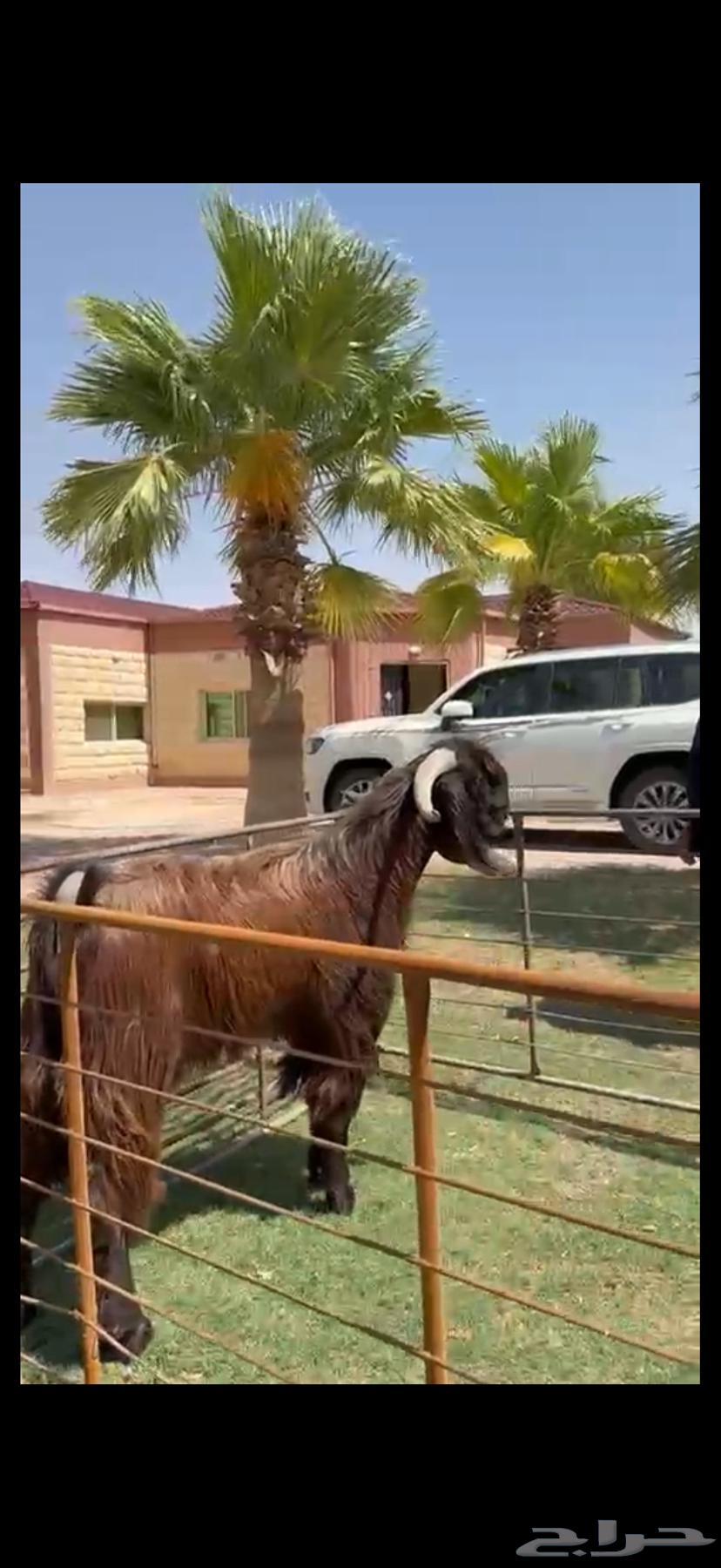 فحل قبرصي بيور خصم وشرط القريع63727639465475112