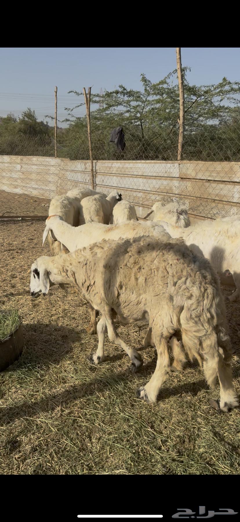12 sheep, good quality, one healthy ram (( Sold ))63719859014913114