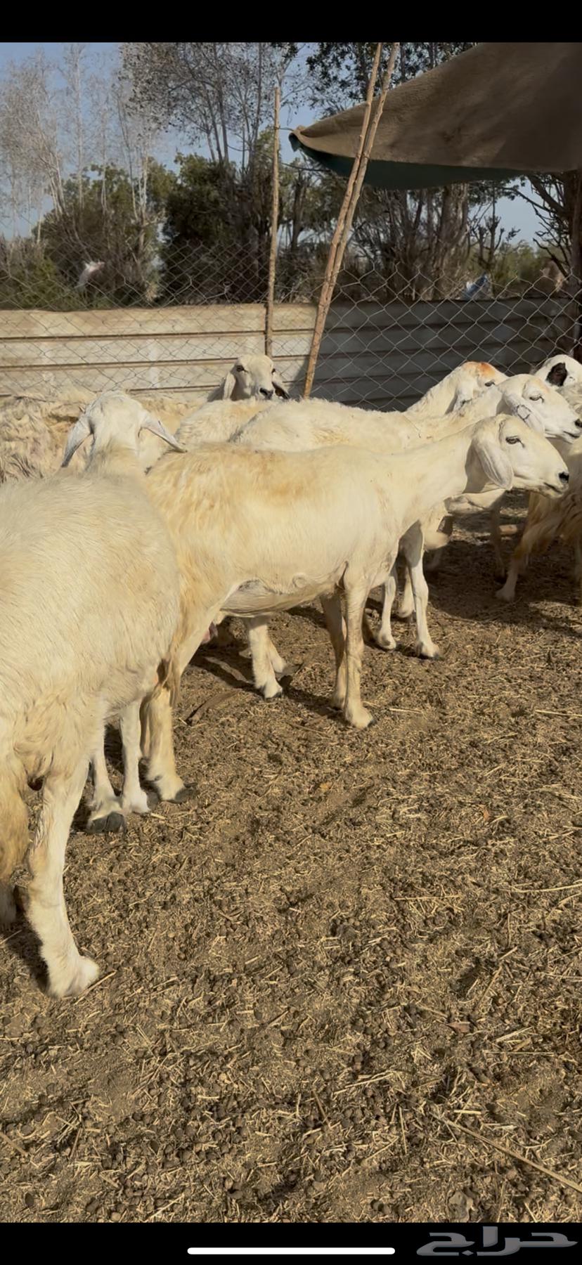 12 sheep, good quality, one healthy ram (( Sold ))63719859014913110