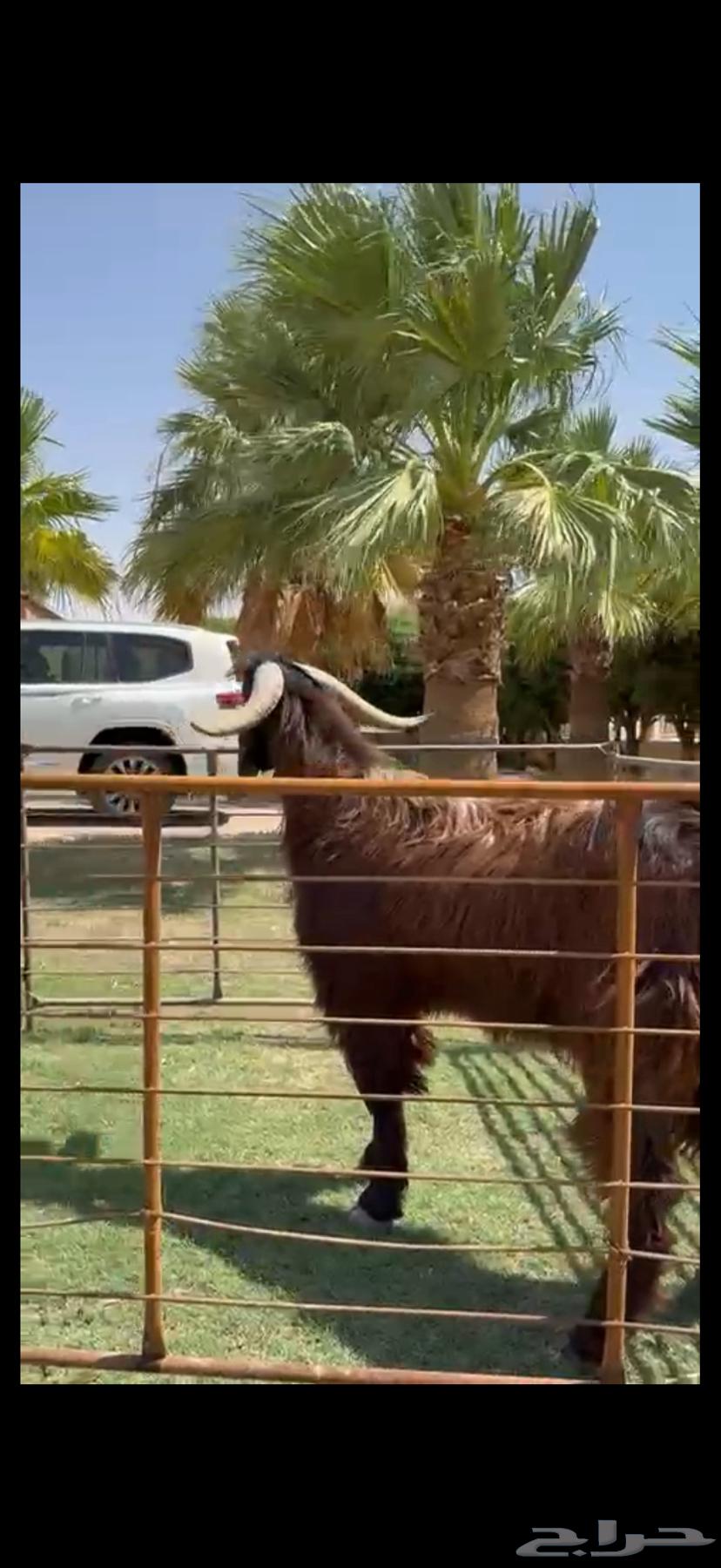 فحل قبرصي بيور خصم وشرط القريع63727639465475113