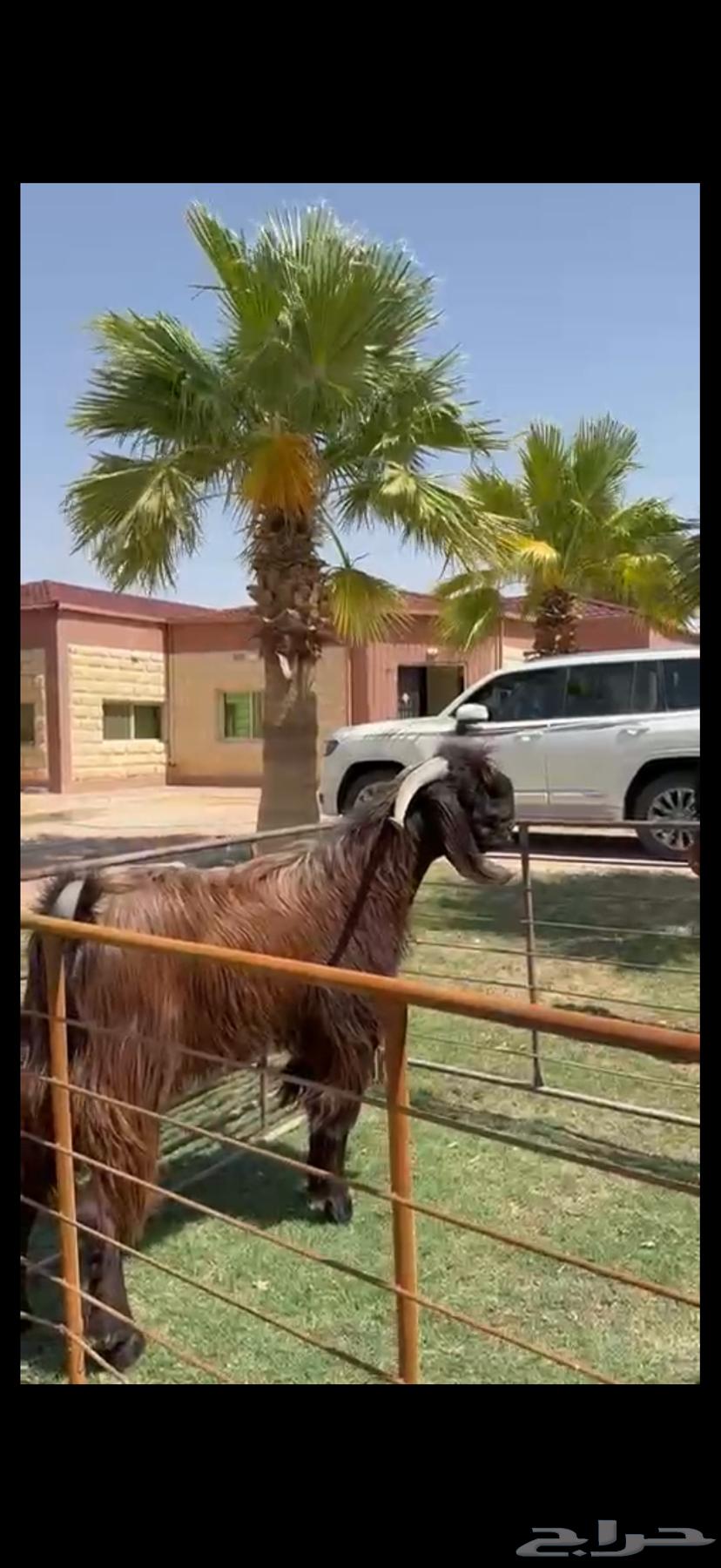 فحل قبرصي بيور خصم وشرط القريع63727639465475114