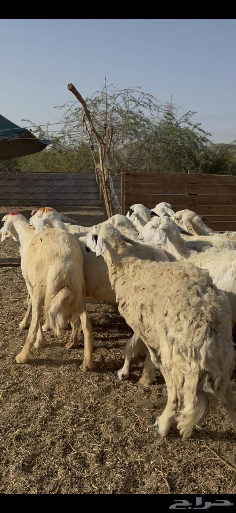 12 sheep, good quality, one healthy ram (( Sold ))63719859014913111