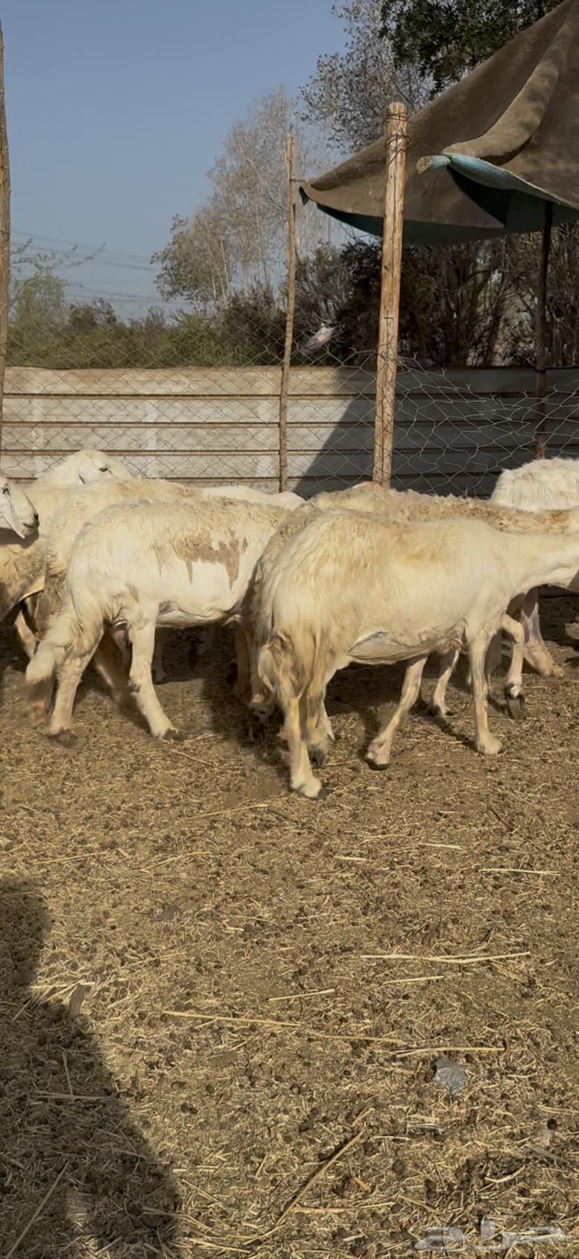 12 sheep, good quality, one healthy ram (( Sold ))63719859014913112