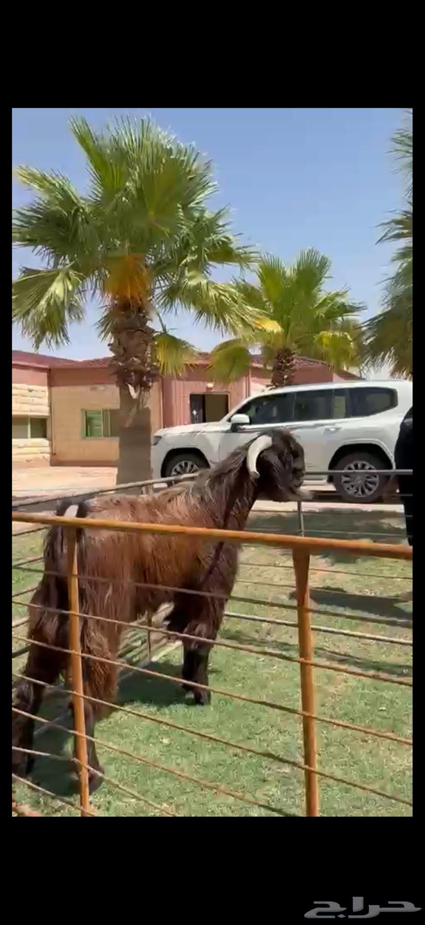 فحل قبرصي بيور خصم وشرط القريع63727639465475111