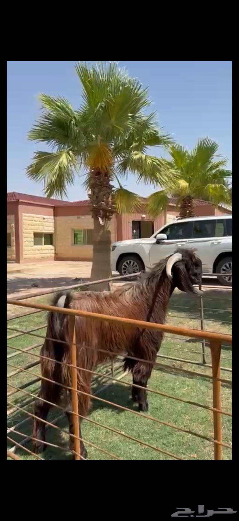 فحل قبرصي بيور خصم وشرط القريع63727639465475110