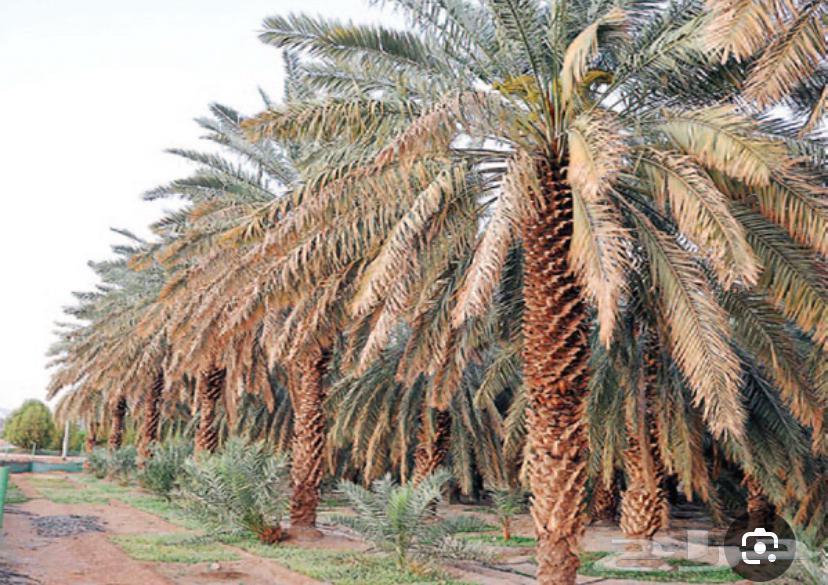 Date palm product63717335133186110