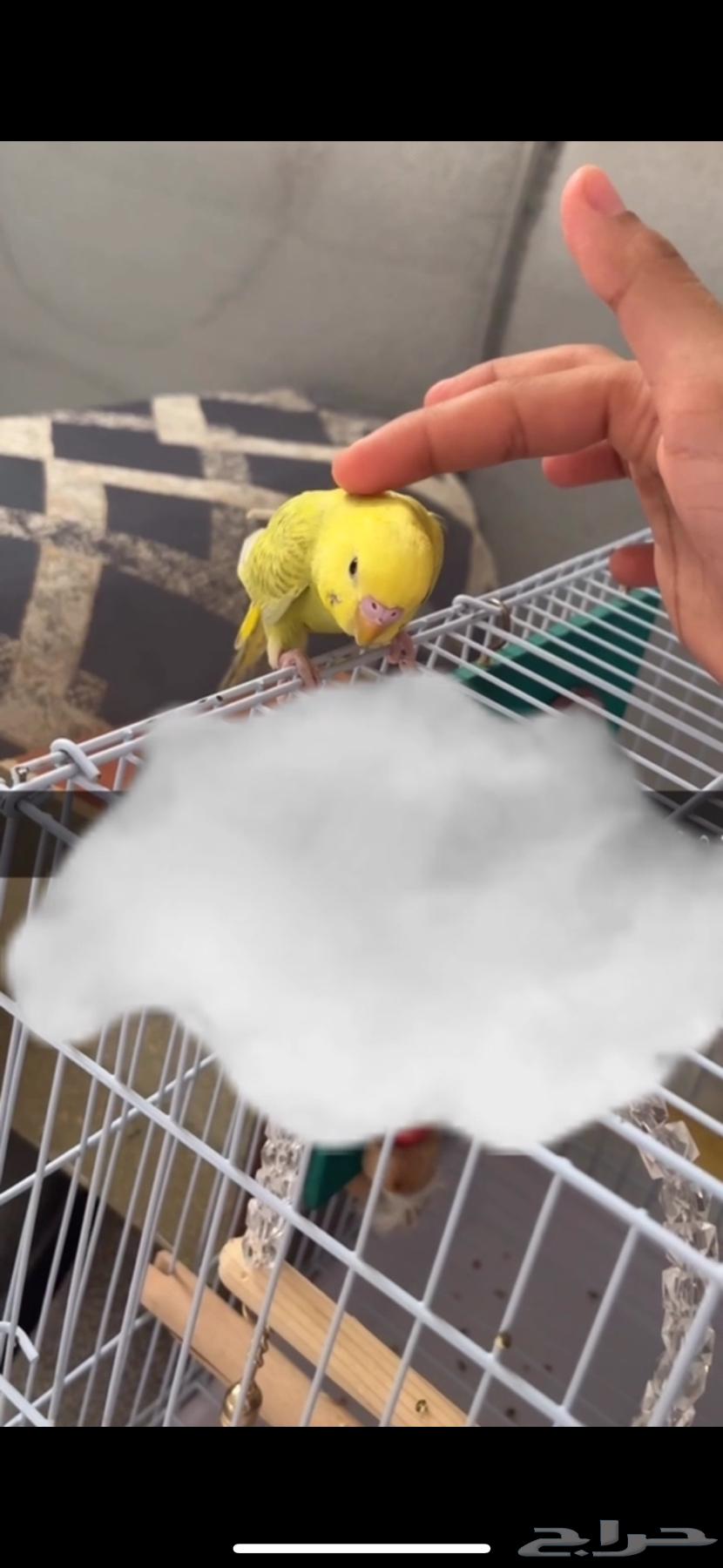 Budgie Bird63618386828419113