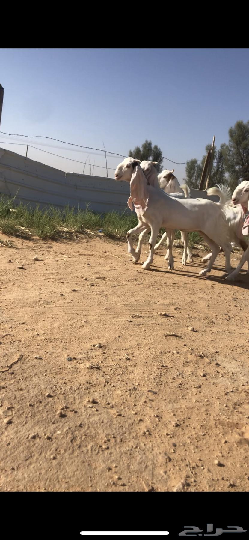 للبيع جفار مطوره تم البيع الله يبارك للمشتري خارج الموقع63699628663810111