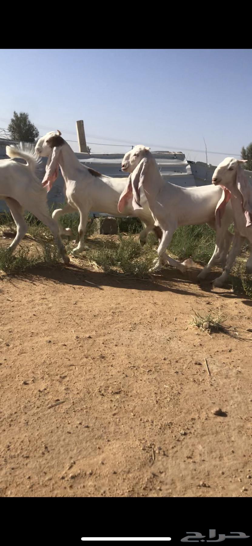 للبيع جفار مطوره تم البيع الله يبارك للمشتري خارج الموقع63699628663810112