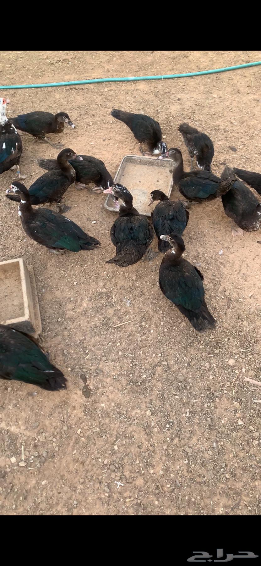 للبيع بط وادي الدواسر63726092082178113