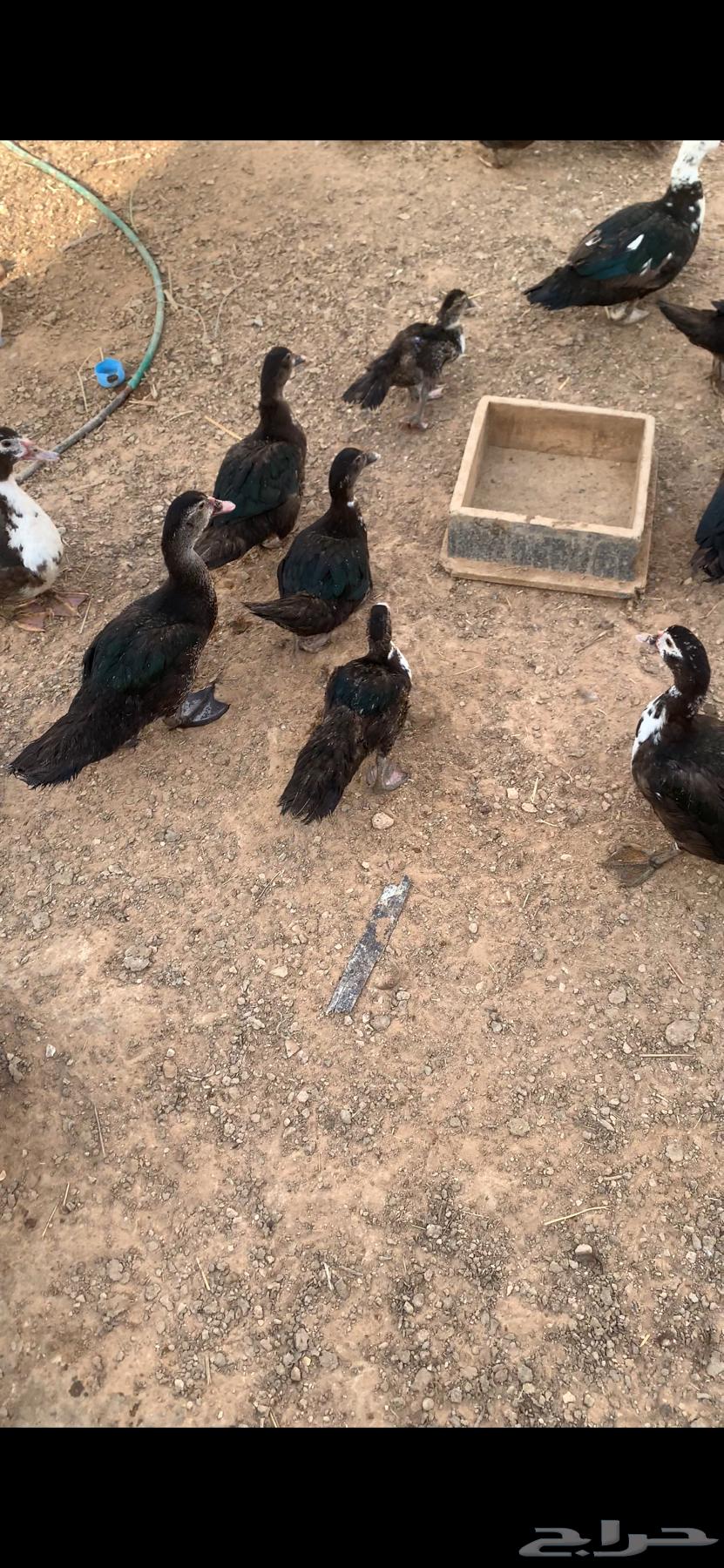 للبيع بط وادي الدواسر63726092082178114