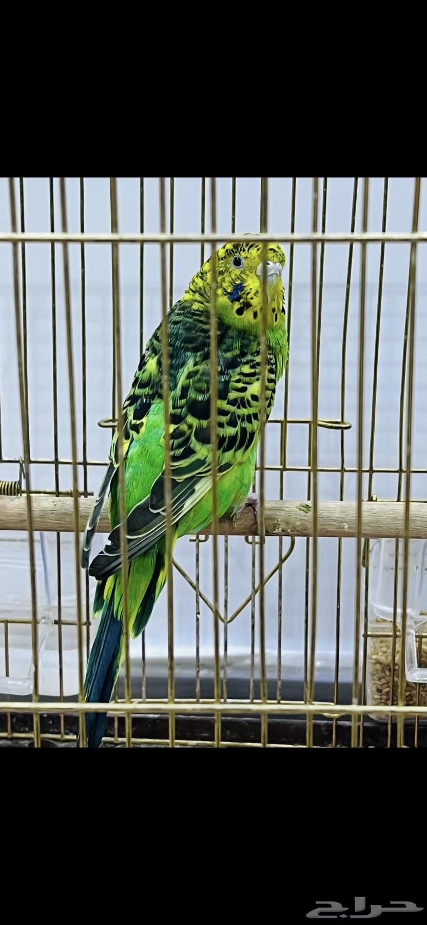 بادجي63724200093313110