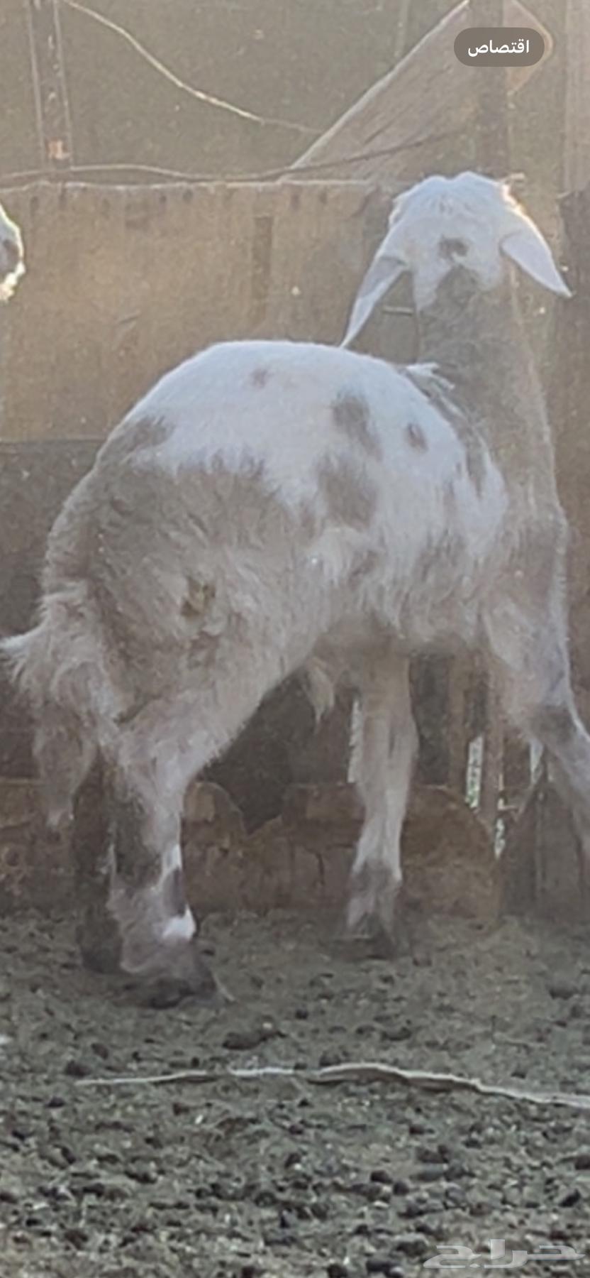 The baby is 3 months old, add another 3 and a half months, his back is good, his side is good63723927400067112