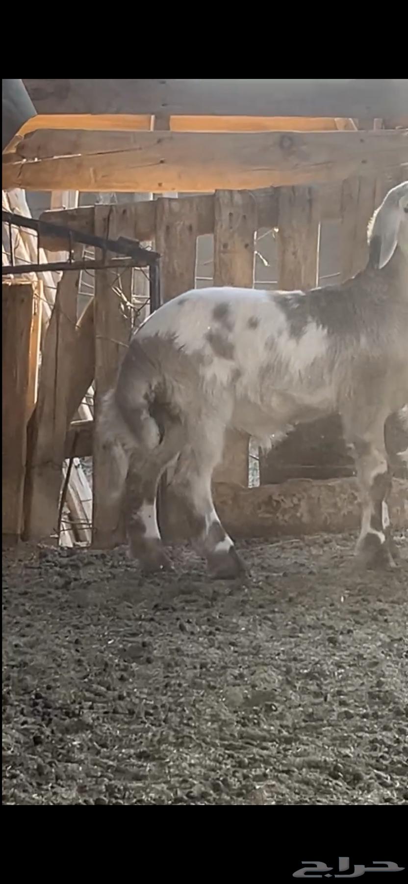The baby is 3 months old, add another 3 and a half months, his back is good, his side is good63723927400067113