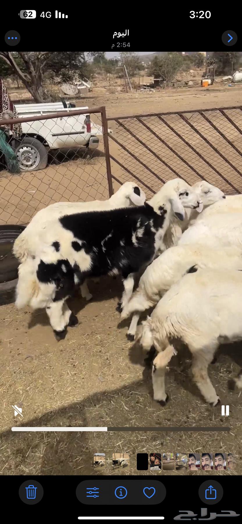 Rkhal and sheep slaughter63722885918593110