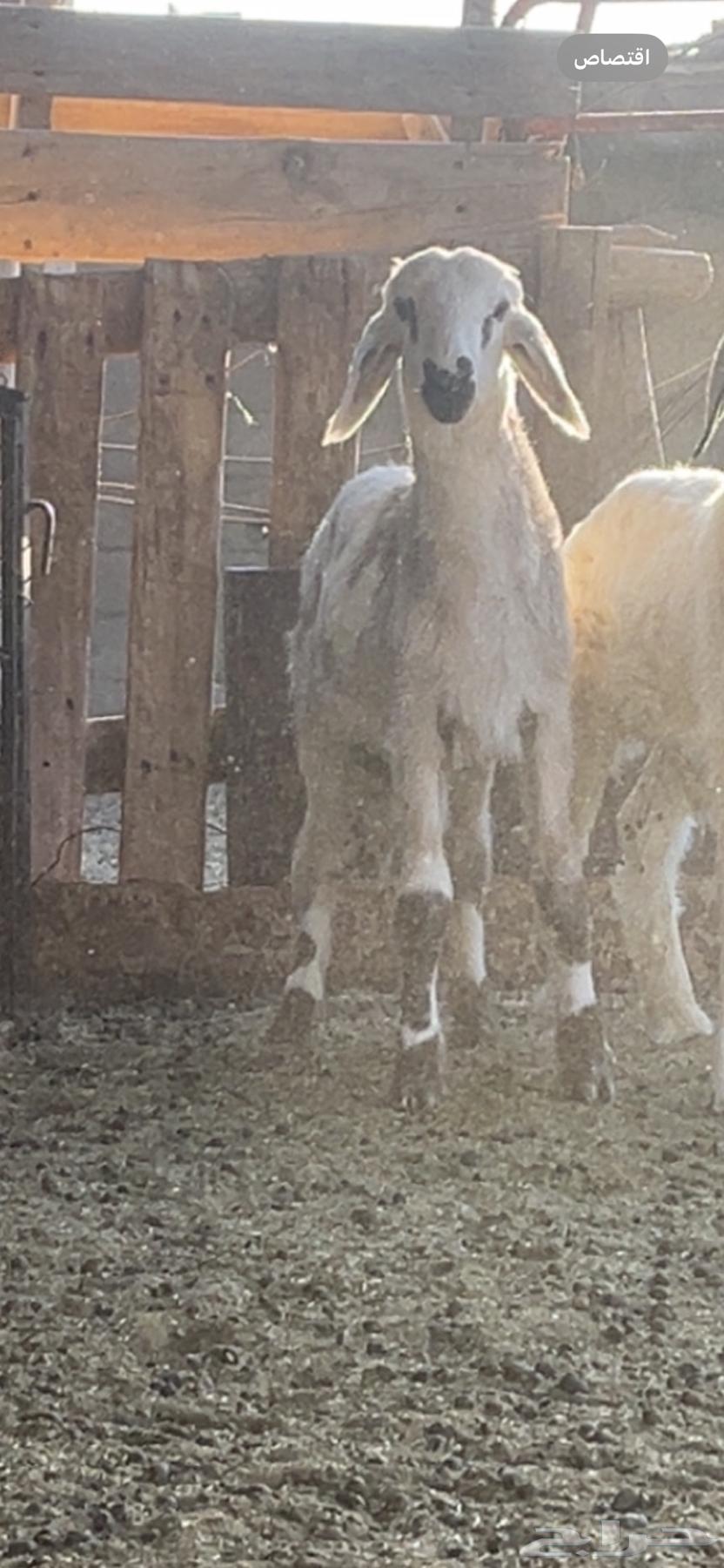 The baby is 3 months old, add another 3 and a half months, his back is good, his side is good63723927400067110