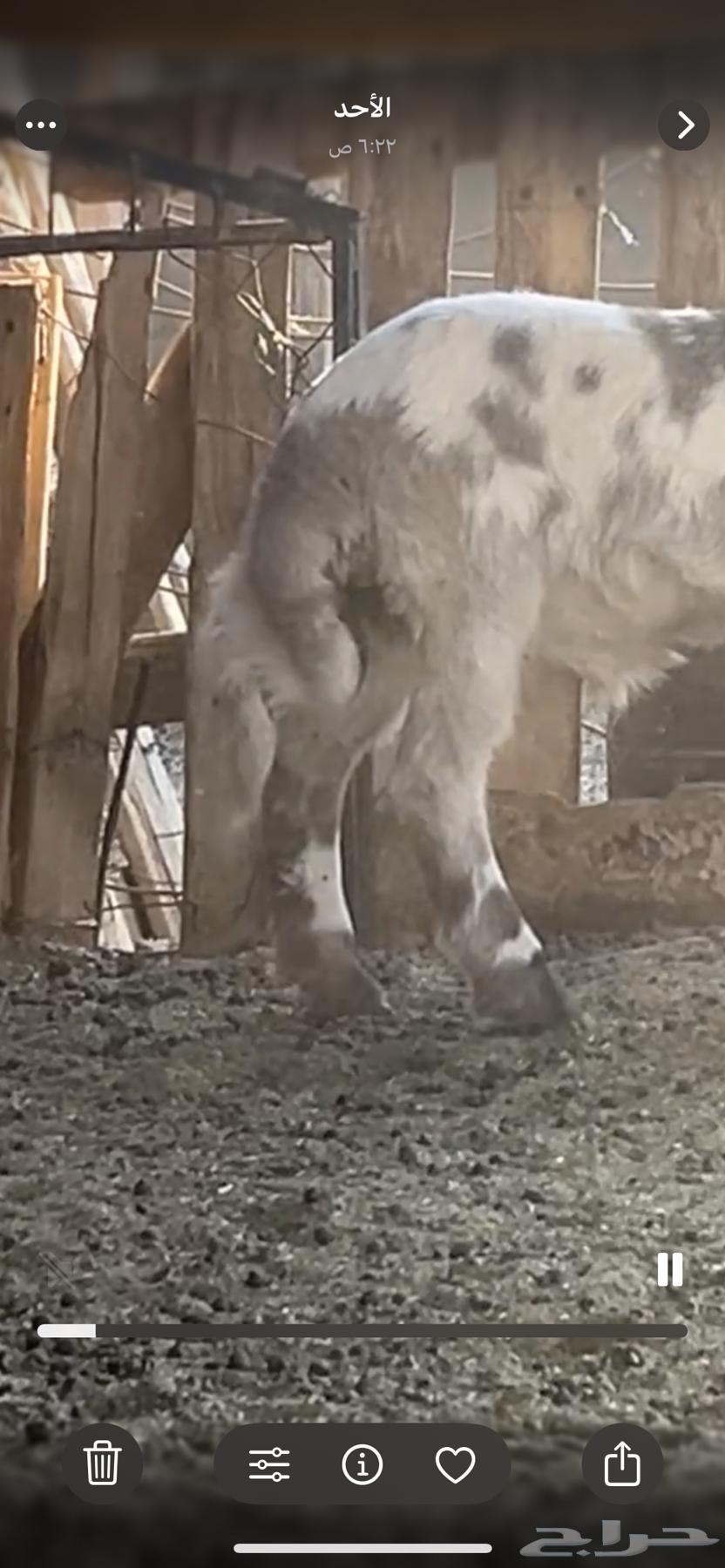 The baby is 3 months old, add another 3 and a half months, his back is good, his side is good63723927400067111