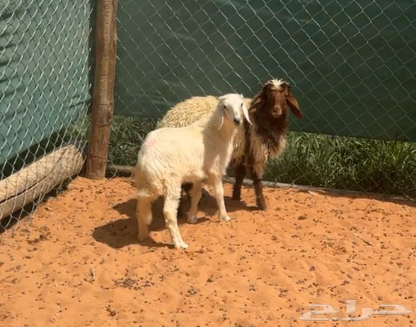 رخال هرافى نعيميه ونجديه63721597161731110