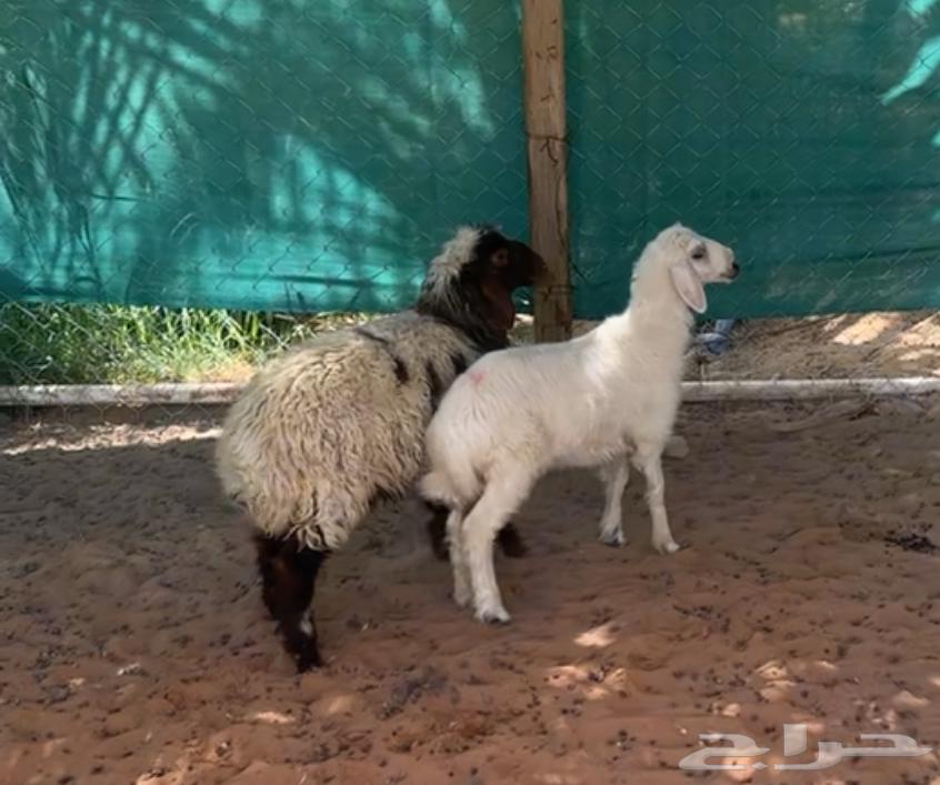 رخال هرافى نعيميه ونجديه63721597161731112