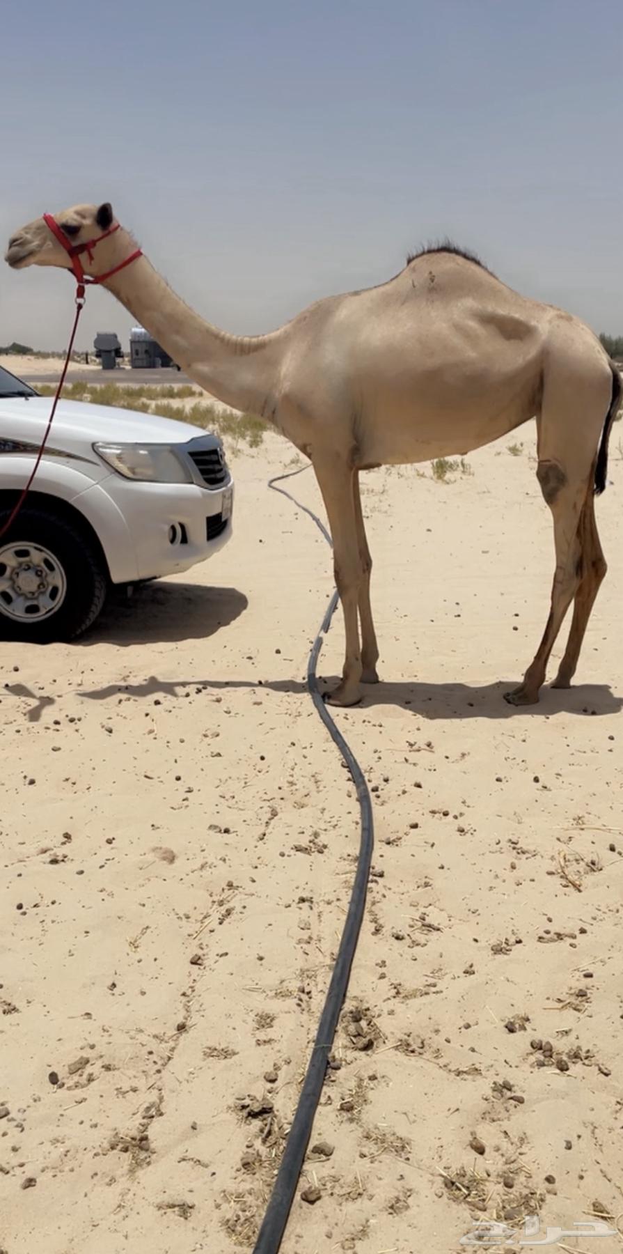 بكره لقيه طيبه ( تم البيع )63722706858625110