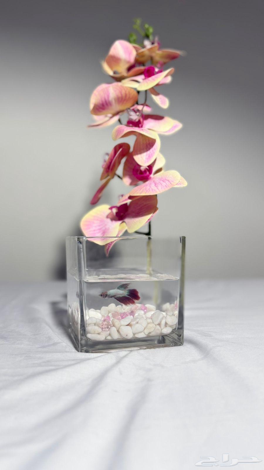 اسماك الفايتر مع تنسيق فازات توصيل مجاني لخميس مشيط63720036730755112