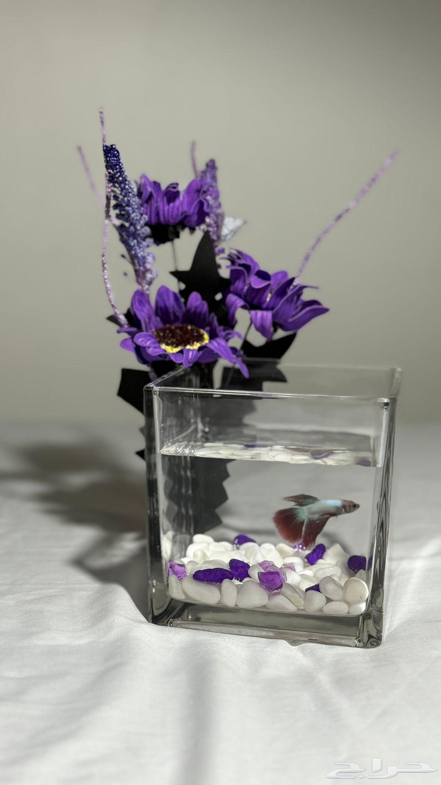 اسماك الفايتر مع تنسيق فازات توصيل مجاني لخميس مشيط63720036730755110