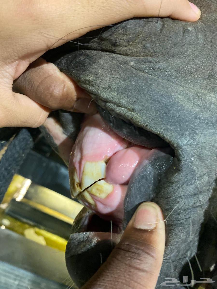 خيل للبيع63717720547585113