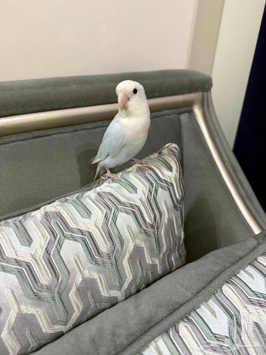 Bird, age 11 months, gender unknown, reason for sale: busy63726184080001110