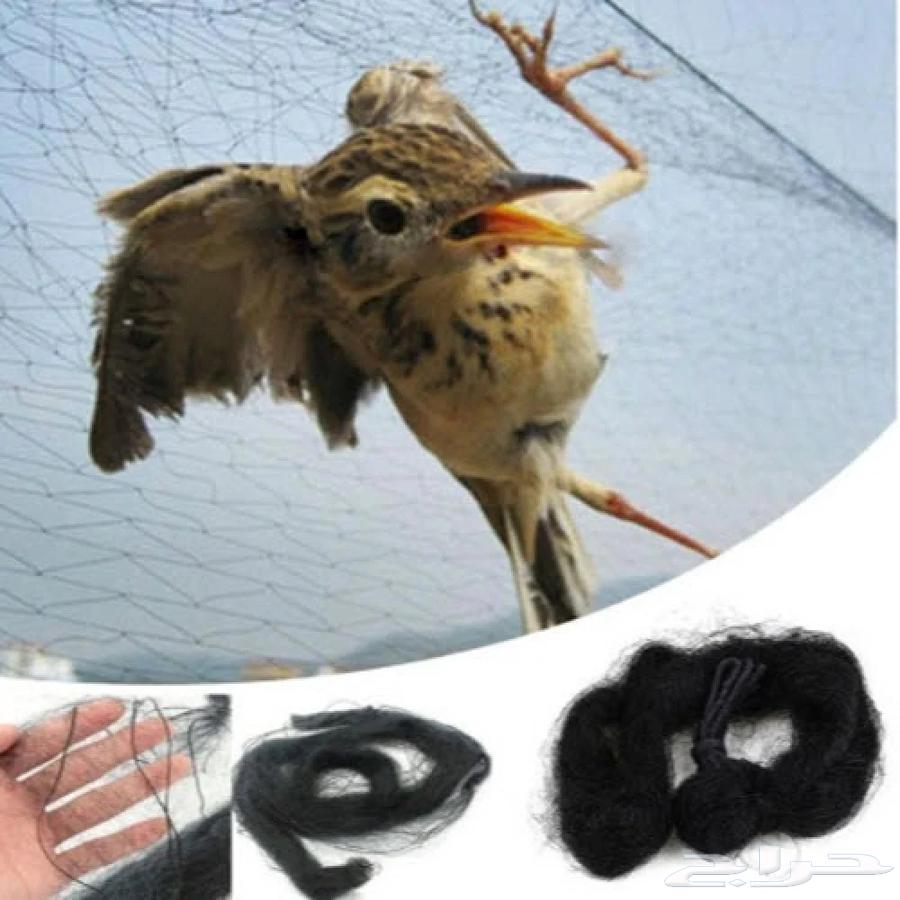 Bird Hunting Net63729657329282112