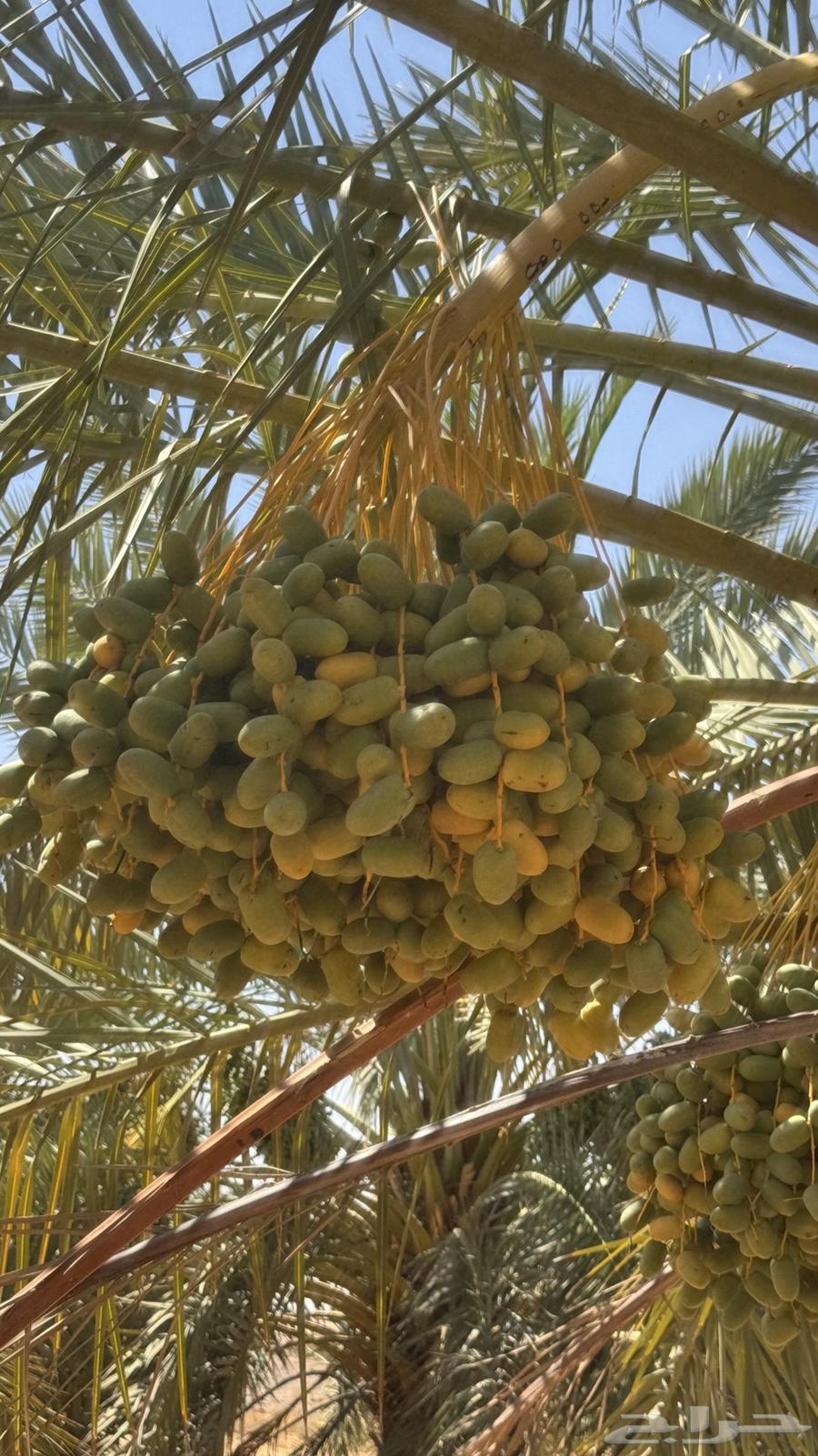 للبيع طلع نخل63733767784195114