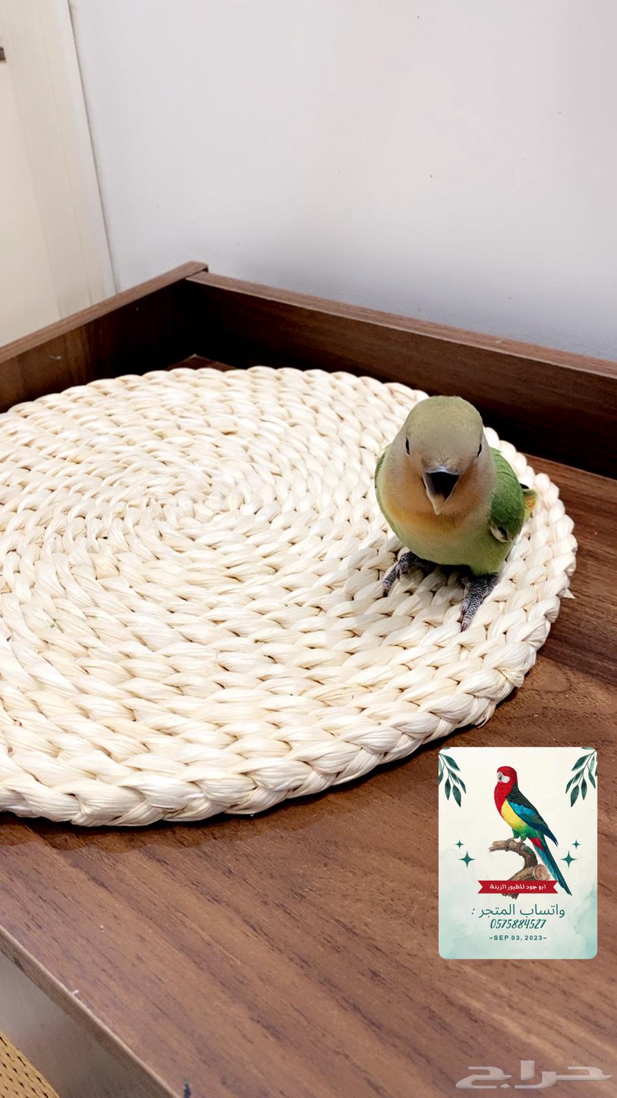 Rose Ringneck Parrot (Sold, may God bless him with the number of its feathers)63728706678402114