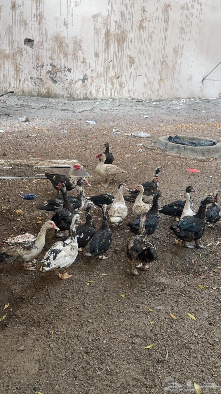 بط بلدي للبيع63735741249283110