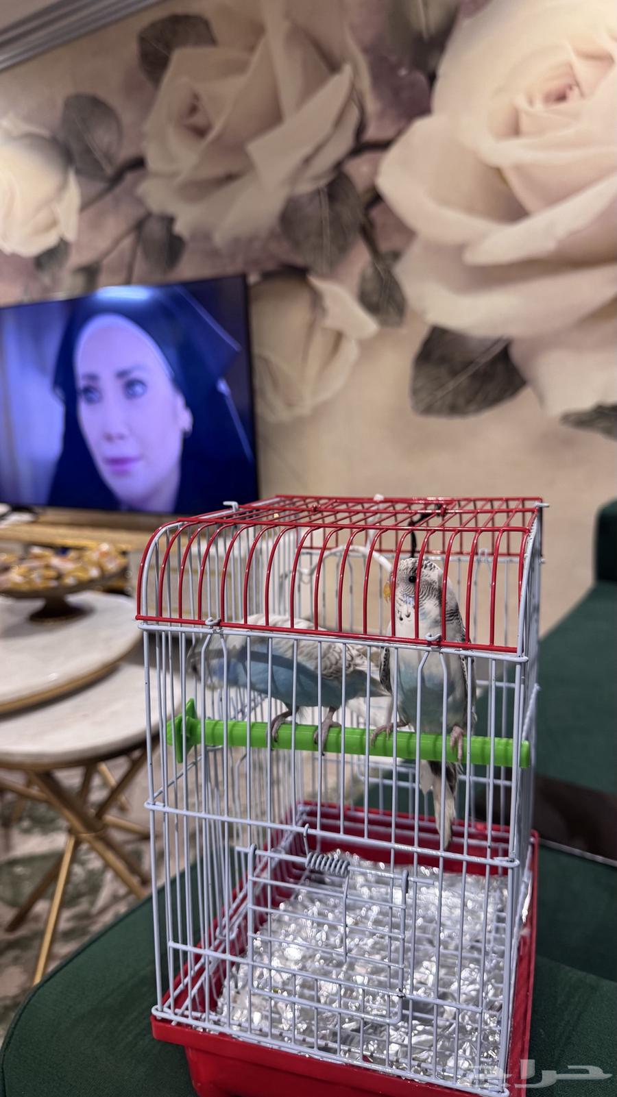 طيور الحب للبيع ب150 قابل للتفاوض معها القفص جديد63737523718018110