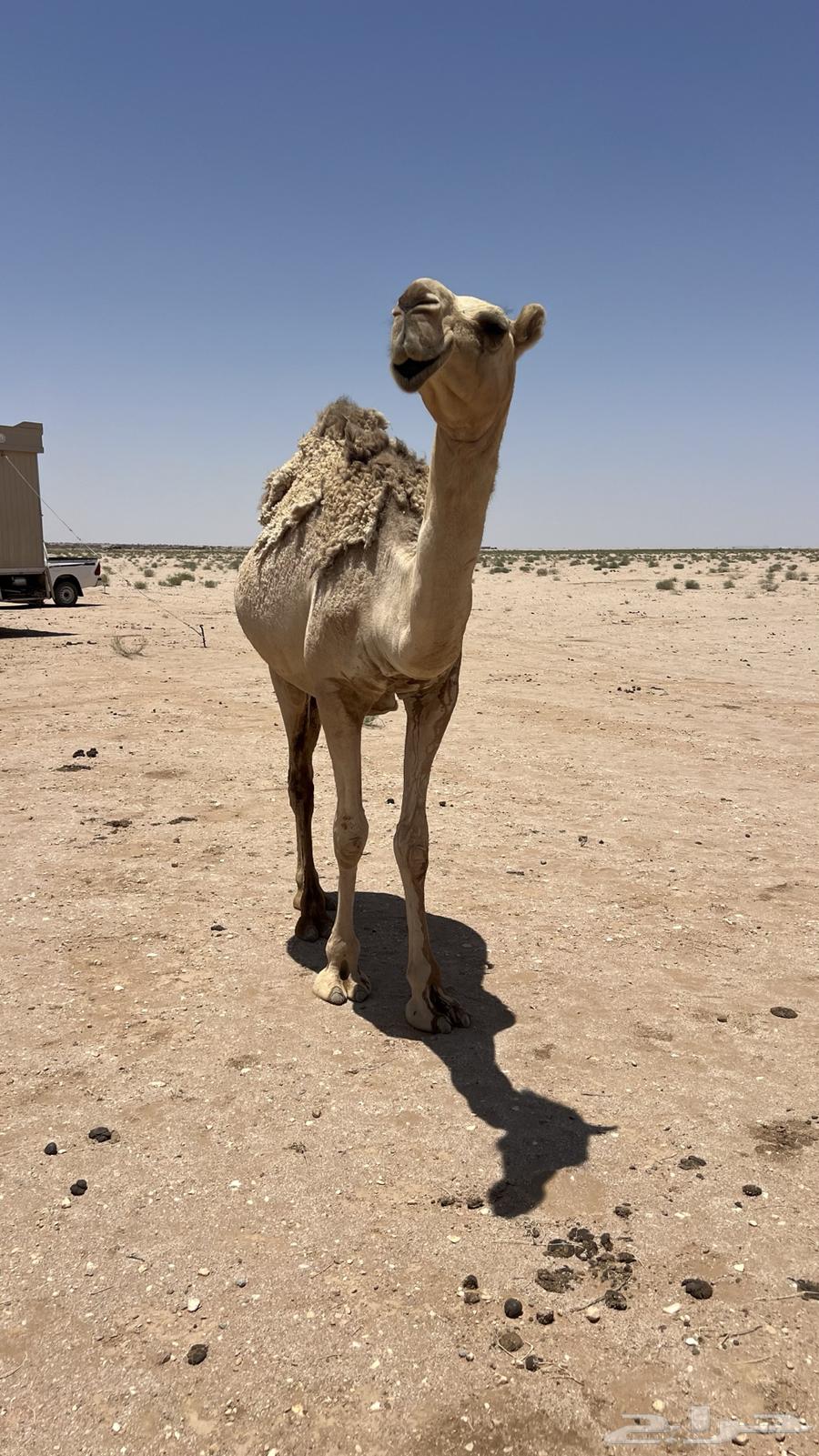 ناقه شقحاء للبيع63735374606977110