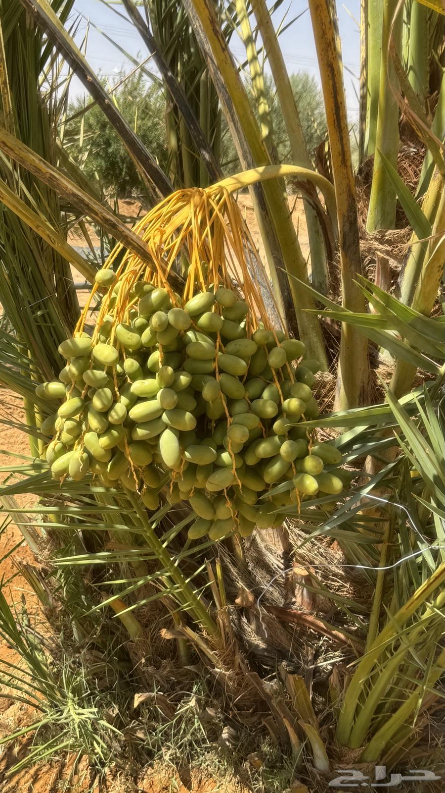للبيع طلع نخل63733767784195110