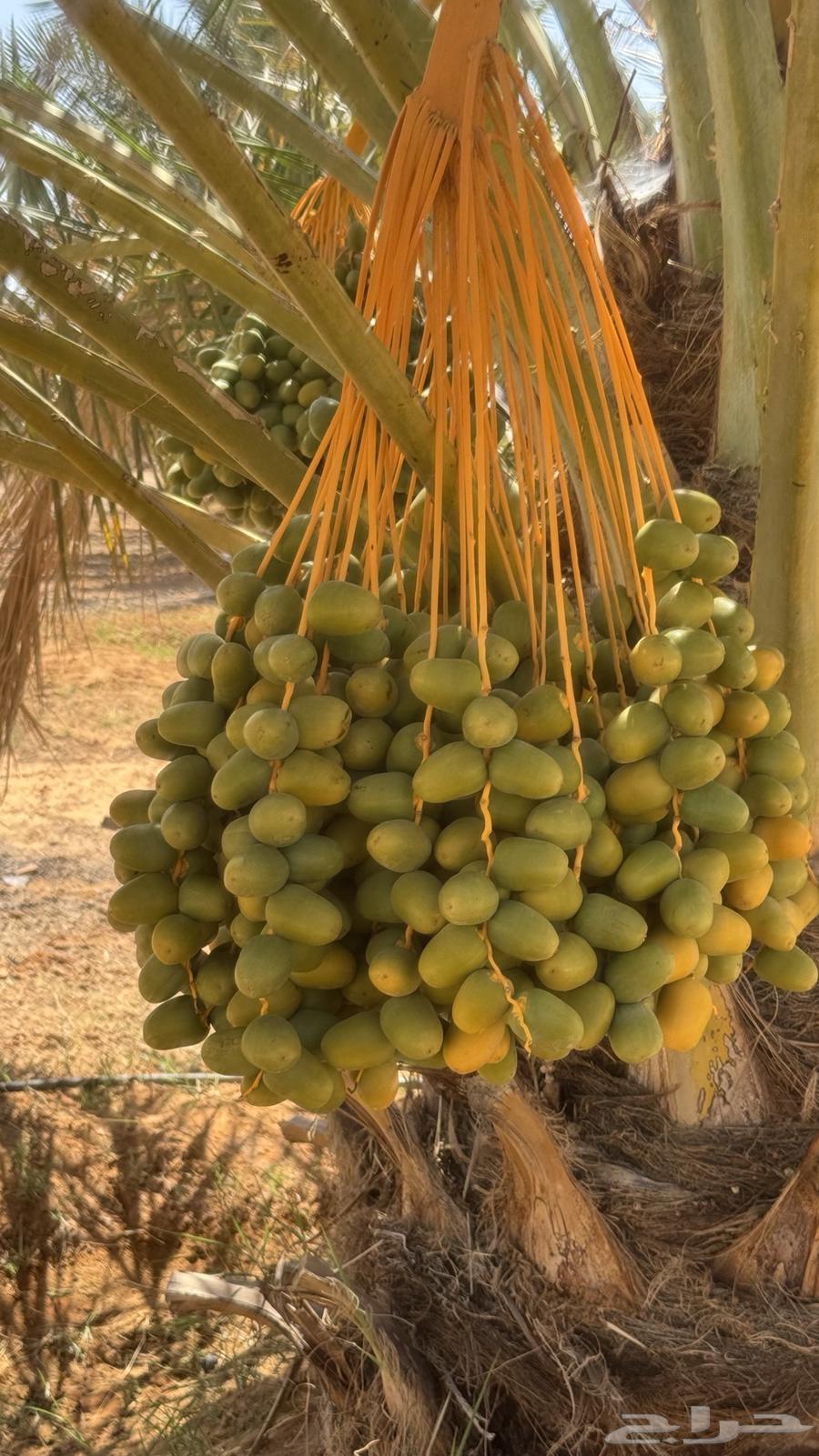 للبيع طلع نخل63733767784195112