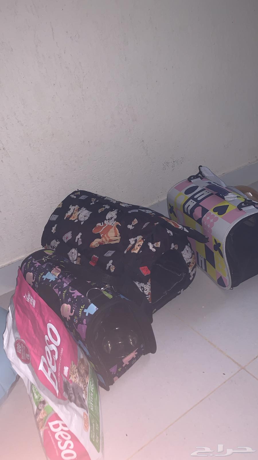 بس شيرازي اليفه جدا جدا للبيع63731999260033110