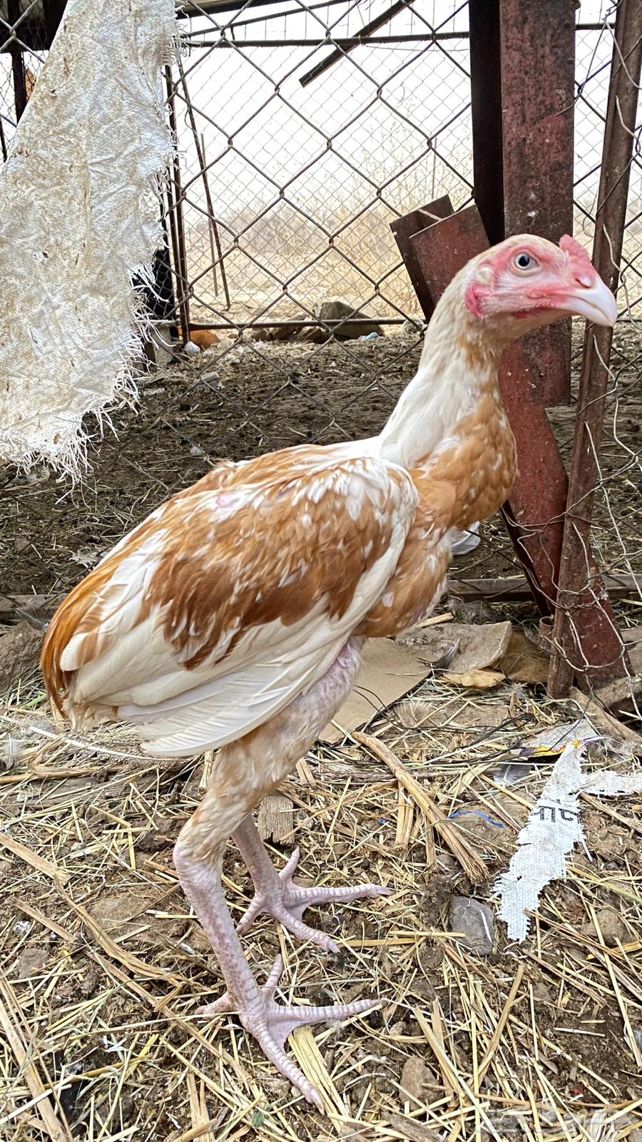 Sindhi Pure Chicken63736126484994111