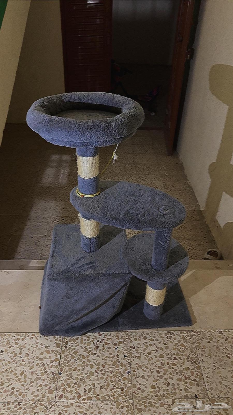 Cats63729005363586110