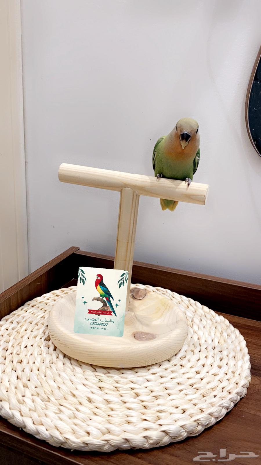 Rose Ringneck Parrot (Sold, may God bless him with the number of its feathers)63728706678402113