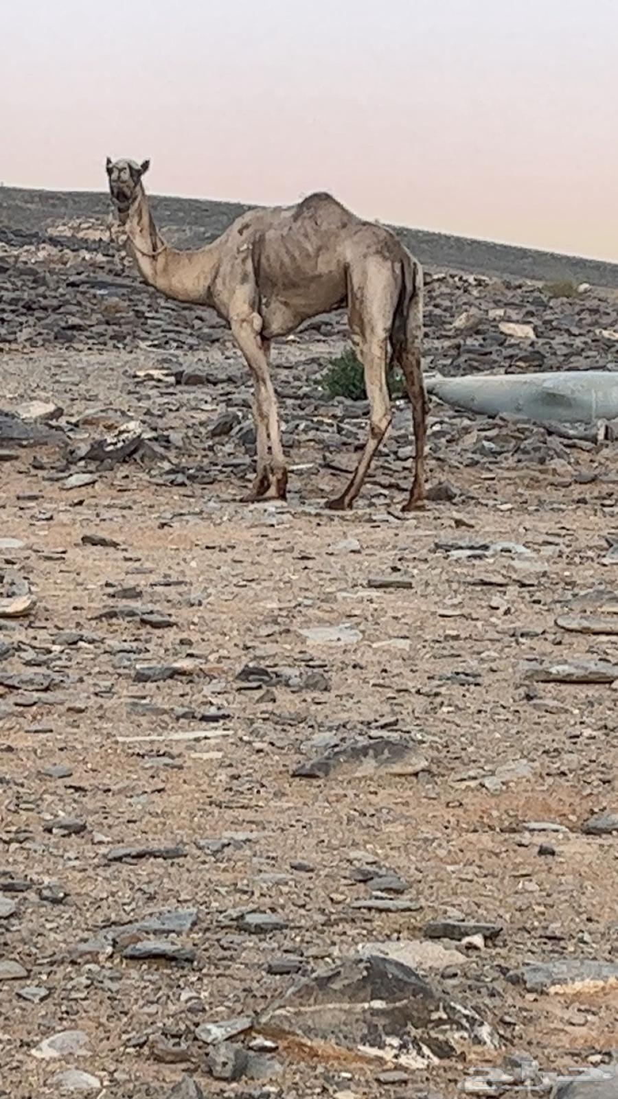 البيع جمل63730965538178110