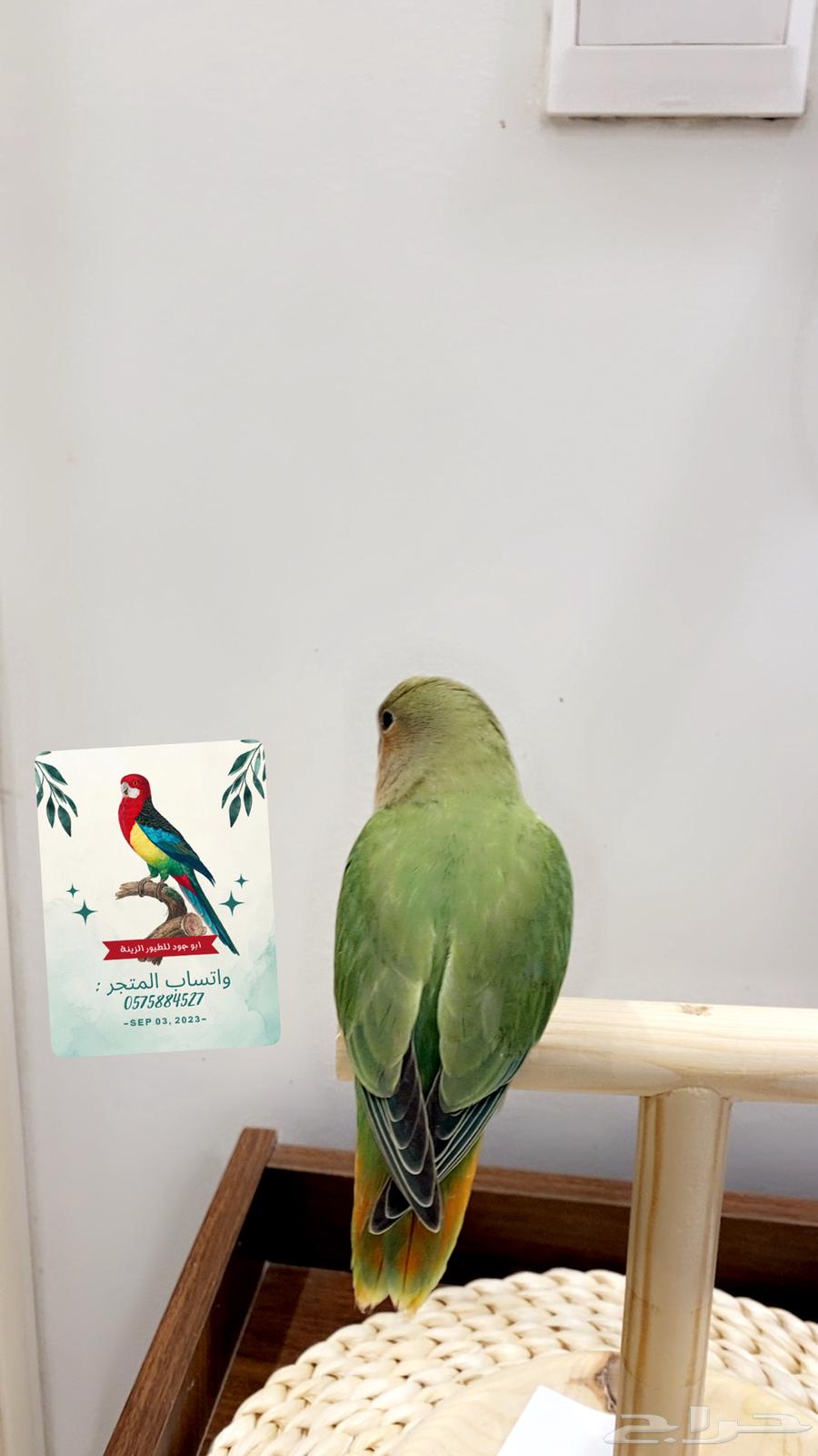 Rose Ringneck Parrot (Sold, may God bless him with the number of its feathers)63728706678402111