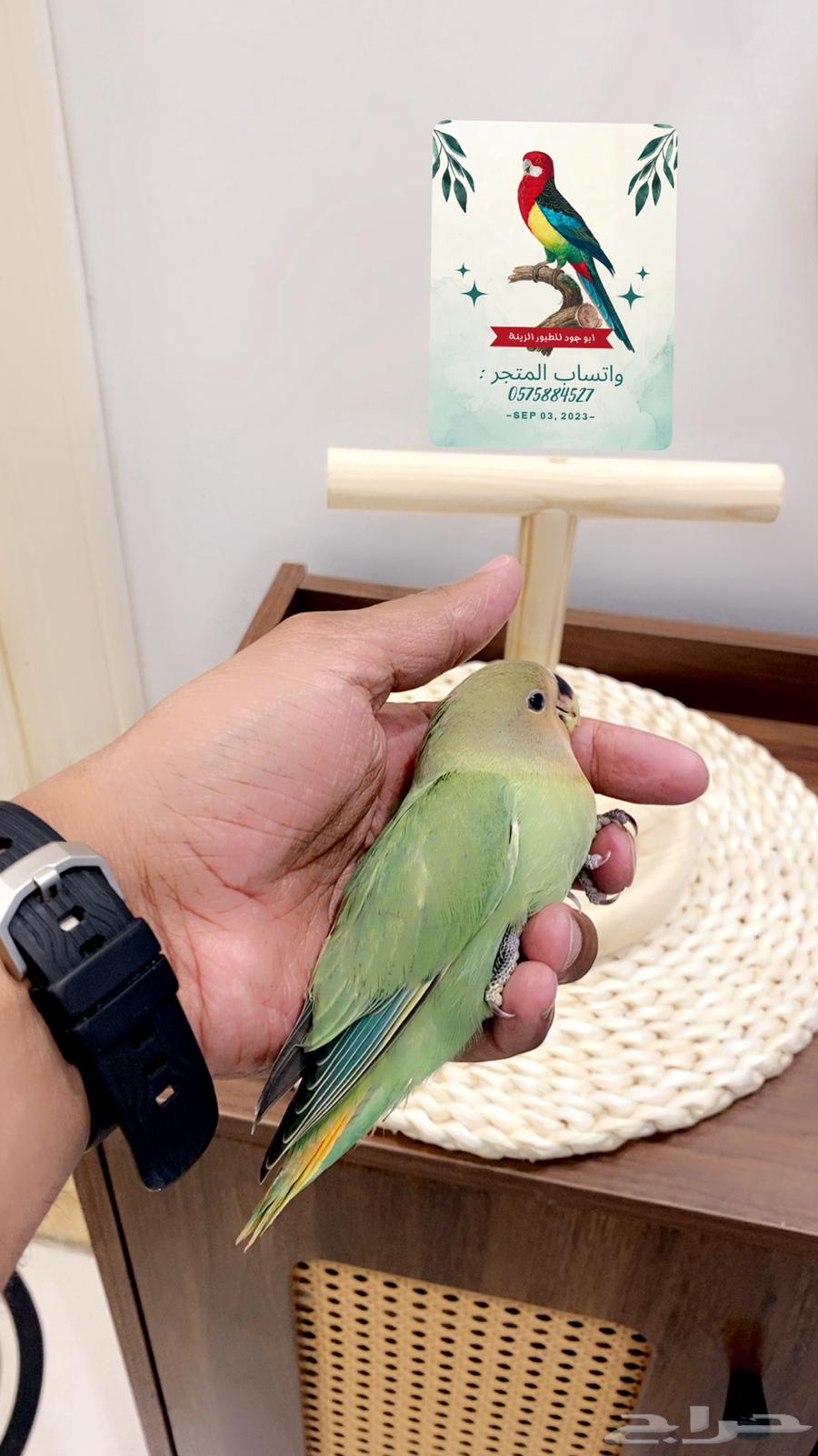 Rose Ringneck Parrot (Sold, may God bless him with the number of its feathers)63728706678402112
