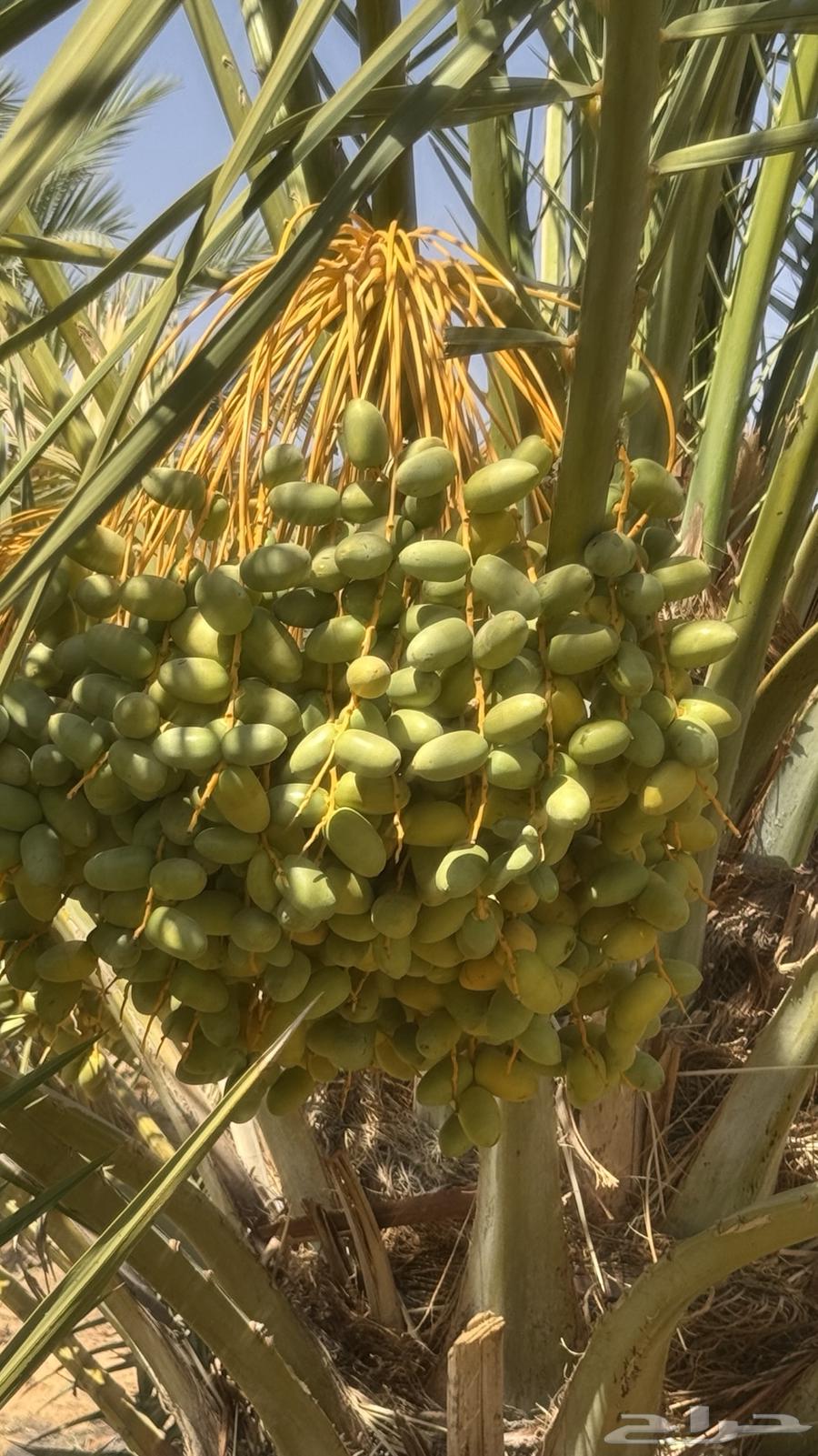 للبيع طلع نخل63733767784195111