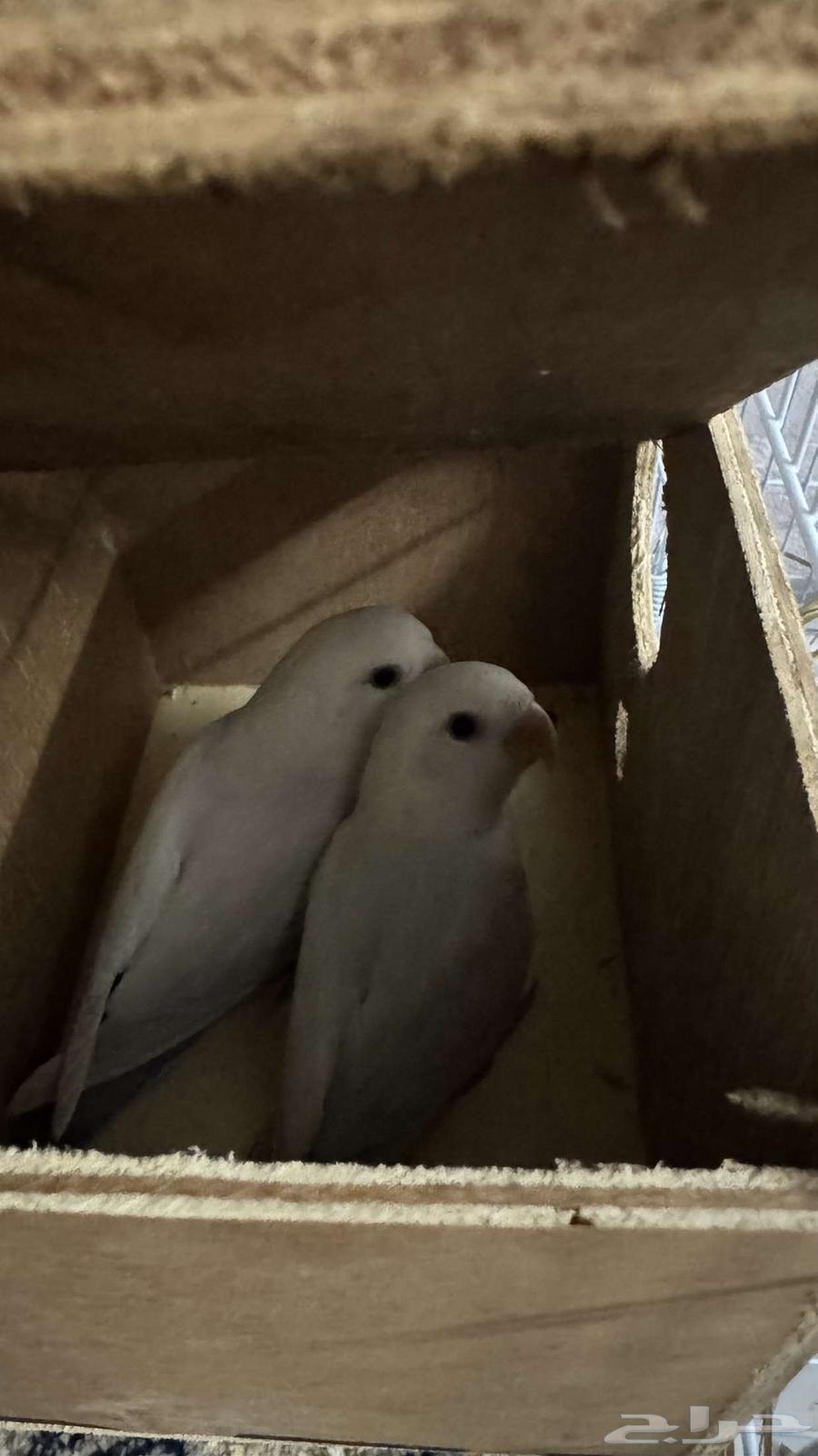 روز اثنين للبيع طبات( تم البيع)63738850021122111