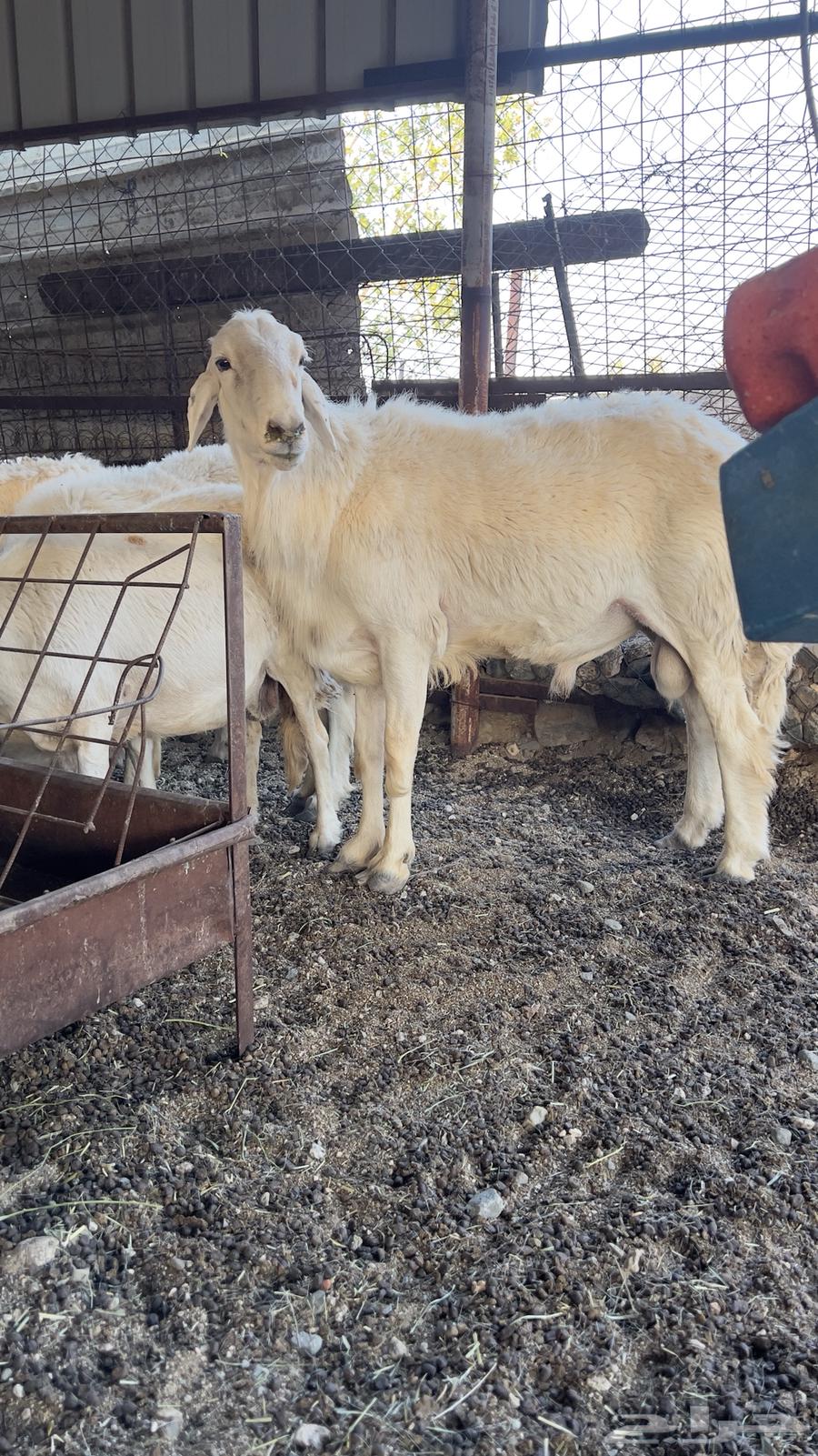 Stallion for Sale, Healthy and Fertile63736218882819113
