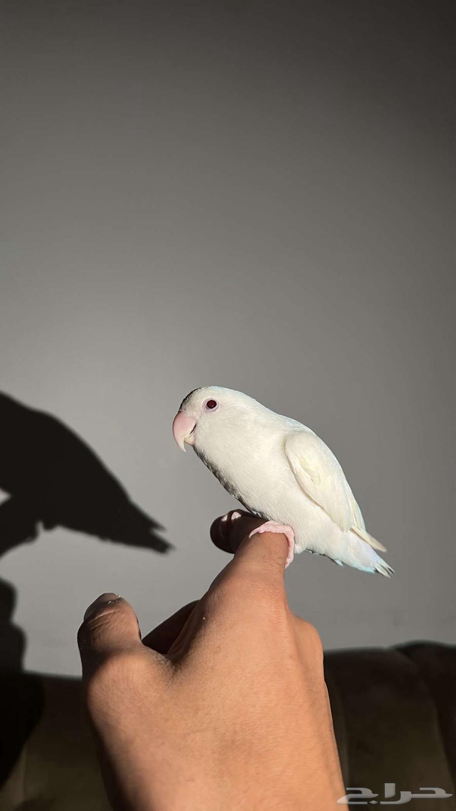 روز البينو اليف هدد مزاجي63735837979522110