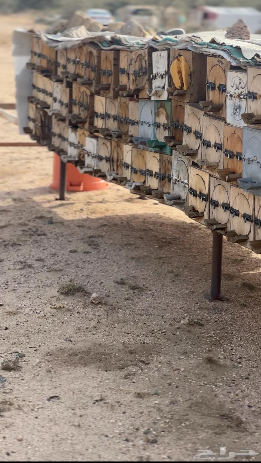 نحل للبيع بلد ومنتاز 70 عود63733115547395112