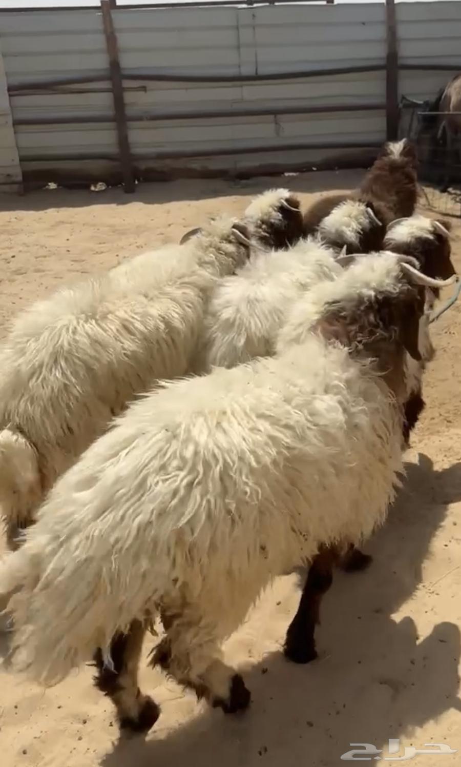 للبيع نعيمي بلدي شرط63733023830657112